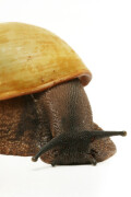 Archachatina marginata candefacta Cameroon adult